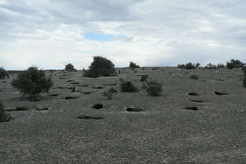 28 Pinguini a Punta Tombo